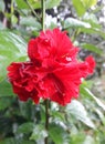 Most Beautiful Double Hibiscus Flower