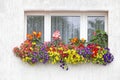 The most beautiful flowers ideal for the entire summer season: petunia, begonia, impatiens, geranium, lobelia and calibrachoa. Royalty Free Stock Photo