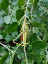 Attractive grasshopper on leafs.