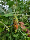 Attractive grasshopper on leafs.