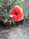 Most beautiful hibiscus Flower blooming Royalty Free Stock Photo