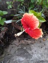 Most beautiful hibiscus Flower blooming Royalty Free Stock Photo