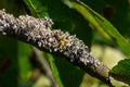 The most beautiful lichens photographed in the middle of winter: Evernia prunastri, Physcia sp and Physcia stellaris Royalty Free Stock Photo