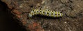Beautiful millipedes and colorful body pattern.