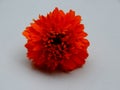 Most beautiful orange color marigold flower isolated on white