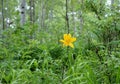 Martagon in the taiga in the rain Royalty Free Stock Photo