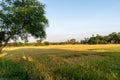 The most beautiful picture of a paddy field of rural India in a summer Royalty Free Stock Photo