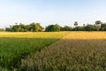 The most beautiful picture of a paddy field of rural India in a summer Royalty Free Stock Photo