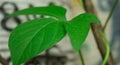 The picture of sweet potato tree leaf. Royalty Free Stock Photo