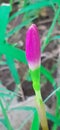 Most beautiful Pink Rain Lily Flower Bud on Green Grass Background Royalty Free Stock Photo