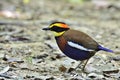 Most beautiful resident bird of Thailand and Malasya, Malayan banded pitta Hydrornis irena while searching for food Royalty Free Stock Photo