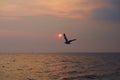 A most beautiful sight of a single Thai seagull, flying on a picturesque golden evening sunset, over a stunning river delta. Royalty Free Stock Photo