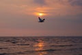 A most beautiful sight of a single Thai seagull, flying on a picturesque golden evening sunset, over a stunning river delta. Royalty Free Stock Photo