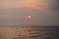 A most beautiful sight of a single Thai seagull, flying on a picturesque golden evening sunset, over a stunning river delta. Royalty Free Stock Photo