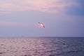 A most beautiful sight of a single Thai seagull, flying on a picturesque golden evening sunset, over a stunning river delta. Royalty Free Stock Photo