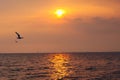 A most beautiful sight of Thai seagulls, flying on a picturesque golden evening sunset, over a stunning river delta.