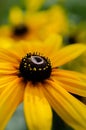 the most beautiful sunny flowers in the garden