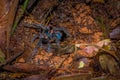 The most beautiful tarantula species in the world, the Martinique bird eater, iside the forest in the Cuyabeno National