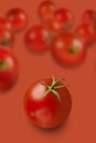 the most beautiful tomato on red