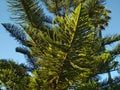 The most beautiful tree of the Araucariaceae family against the background of a clear blue sky Royalty Free Stock Photo