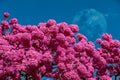 The most beautiful trees in flower: Pink Trumpet Tree (Tabebuia impetiginosa or Handroanthus impetiginosus).