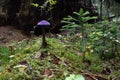 The most unusual mushroom.