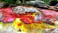 The most beautiful and unusual river in the world Cano Cristales