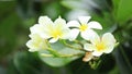 The most beautiful and very fragrant flower of plumeria is shaken on wind