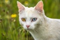 Most beautiful white cat of strange eyes of the world with a blue eye and a yellow eye feline form of heterochromia Royalty Free Stock Photo