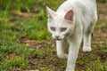 Most beautiful white cat of strange eyes of the world with a blue eye and a yellow eye feline form of heterochromia Royalty Free Stock Photo