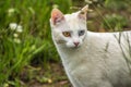 Most beautiful white cat of strange eyes of the world with a blue eye and a yellow eye feline form of heterochromia Royalty Free Stock Photo