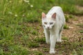 Most beautiful white cat of strange eyes of the world with a blue eye and a yellow eye feline form of heterochromia Royalty Free Stock Photo