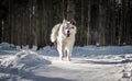 Most beautiful yakutian laika boy in the fairy-tale winter forest. Royalty Free Stock Photo