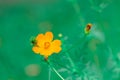 Beautiful Yellow Cosmos small garden yellow flower high detail macro