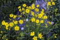 The most beautiful yellow daisy flower, the yellow daisy. Royalty Free Stock Photo