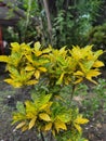 Beautiful yellow dotted Croton plant. Royalty Free Stock Photo