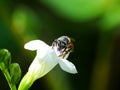 A bee is looking for pollen to make honey daily