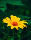 Most Beutyfull Sunflowers