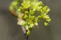 Most of the blossoming light green flowers on small branches.