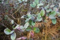 Leaves of a blueberry forest shrubs with berry in the natural environment Royalty Free Stock Photo