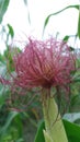 The most bueatiful maize flower Royalty Free Stock Photo