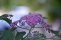 Annual flowers of spirea of beautiful lilac color