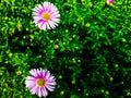 The most charming two pink flowers on the background of the foliage of a shrub. Royalty Free Stock Photo