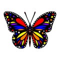 Most Colorful Butterfly Vector Royalty Free Stock Photo