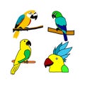 Most Colorful Parrots Vector Art