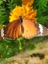 The most colourful butterfly collecting marigold honey