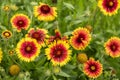 Among the most common colors of gazanias are orange Royalty Free Stock Photo