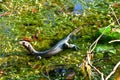 Malayan monitor lizard resting on wooden platform