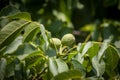 Green, unripe walnut, from the Juglans regia type, also called persian, carpathian, madeira or common walnut, on a tree in summer. Royalty Free Stock Photo