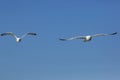 Two Herring Gulls in Flight Royalty Free Stock Photo